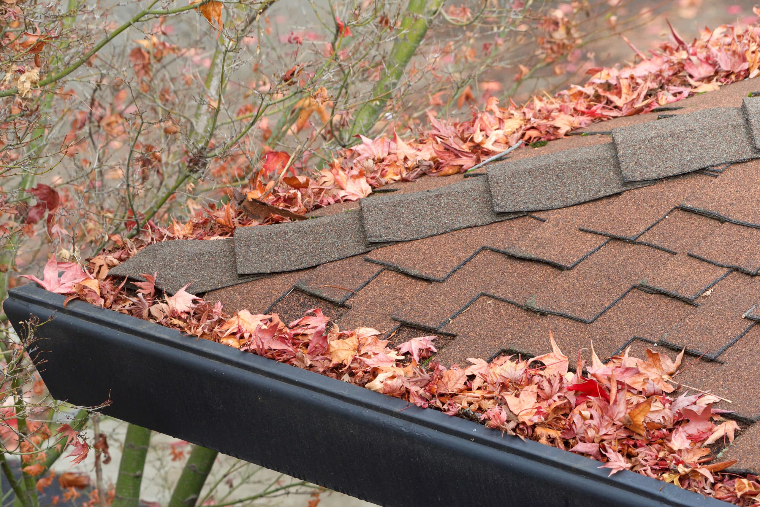 rain-gutters-on-roof-without-gutter-guards-clogged-with-leaves-ct Rain gutters on roof without gutter guards, clogged with leaves, sticks and debris from trees. Increased risk of clogged gutters, rusting, increased need for maintenance and is a potential fire hazard